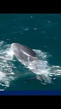 Drone footage captures dozens of dolphins leaping through California waters