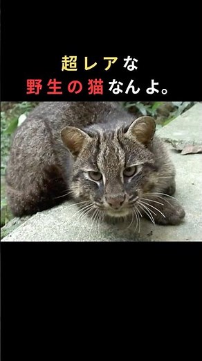 100頭しかいない！イリオモテヤマネコの知られざる生態」【ゆっくり解説】