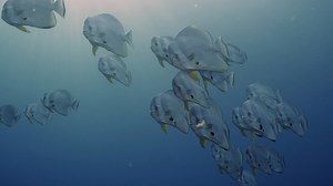 18 reactions · 6 comments | When exploring the waters of Komodo...