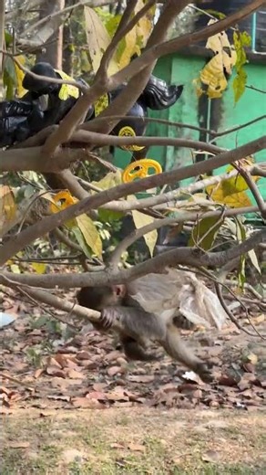 This cheeky monkey enjoys a fun time in the trees, swinging around and having a blast!
