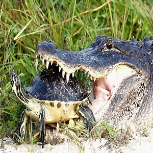 Crocodile trying to eat turtle | Survival Animal