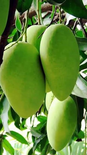 Green mango fruit #reelsfb | Sheryll Bernardo | Facebook