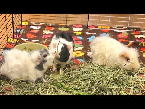 Was it a Success? PT. 2 Bonding three female guinea pigs.