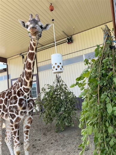 🌿 What is “browse” and why does it matter? 🦒🦥🦘 Many of our animals including our sloths, wallabies and giraffes rely on browse as a vital part of their daily diet. Browse refers to fresh leafy branches, twigs and foliage from trees and plants. For animals like ours, it’s much more than a snack, it’s an essential part of their diet. Browse supports proper digestion, promotes dental health, provides important mental stimulation and encourages natural foraging behaviors that are key to overall 