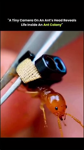 space science. (A.K) on Instagram: "This video captures a rare first-person view from inside an ant colony using an ultra-light micro camera carefully attached to an ant's head. As the ant walks back into its nest, the footage reveals dark, narrow tunnels filled with constant movement-an underground world humans almost never get to see this closely. What feels simple at first quickly becomes mesmerizing as the ant navigates a complex, living structure built entirely for survival. These shots are