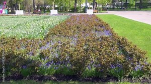 Beautiful spring park covered by fresh flowers. Full hd video, 1080p, Panoramic view