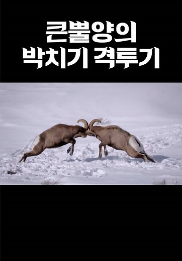 큰뿔양의 박치기 격투기와 생태