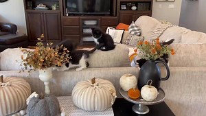 383K views · 41K reactions | Kittens put the ‘fall’ in Fall | foster_kittens | Facebook