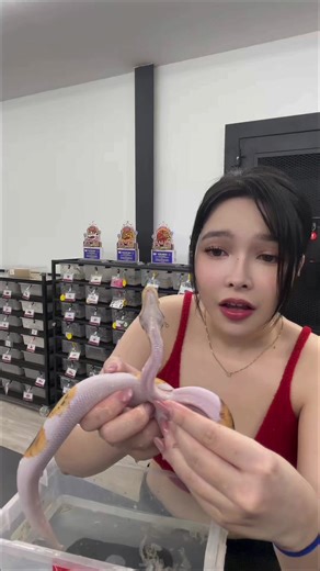 มาลอกคราบให้คนสวยขากันค่ะ 🫶🏻✨ #ballpython #ballpythonbreeder #งูบอลไพธอน