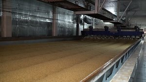 Barley Grains Preparing Huge Container Brewing Stock Footage Video (100% Royalty-free) 1021919152 | Shutterstock