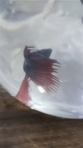 betta fish breeding ❤️ #bettafish #bettafishvideo #bettabreedingtank #ytshorts #fishfood #bettafight