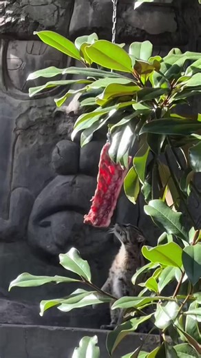 Fishing cats are opportunistic feeders that eat whatever food is available, primarily small mammals and fish. They often hunt along the edges of water, scooping fish from below the surface and sometimes playing with their catch in shallow areas. | Long Island Aquarium