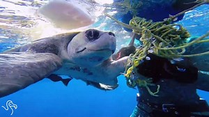 Animal rescues that will make your