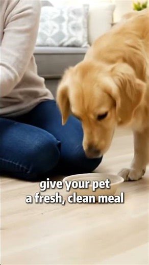 The Smartest Disposable Pet Bowl🥣🐶😺 #catbowl #dogbowl #petbowl