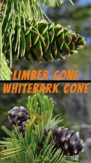 Whitebark Pine vs Limber Pine #pinetree #forestry #outdoors #hiking