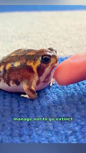 The Adorable Desert Rain Frog: A Unique and Cute Pet
