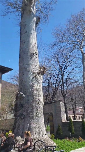 Güllü Magnolia ağacı, Şəki Xan Sarayı, Şəki Xan Sarayı,Şəki Xan Çinar ağacı. Turlarimiz: 0556541059