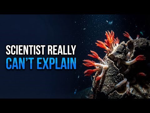 Why We Can’t Explain Zombie Worms