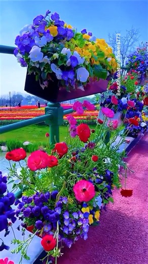 A Beautiful Flower Garden Paradise 🌸🌿 | Colorful Blooms & Relaxing Nature 4K