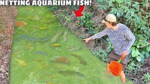 139K views · 2.6K reactions | I Found a Tiny Creek FILLED with AQUARIUM FISH! - Bass fishing Productions | Bass fishing Productions Fans | Facebook
