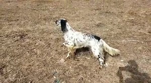 5.4K views · 113 reactions | A vendre setter anglais mâle âgé de 20 mois importé de france avec passport et puce d'identification d'électronique Rapport et arrêt ferme. Tél : 0600407841 | Team.smimi.RF | Facebook