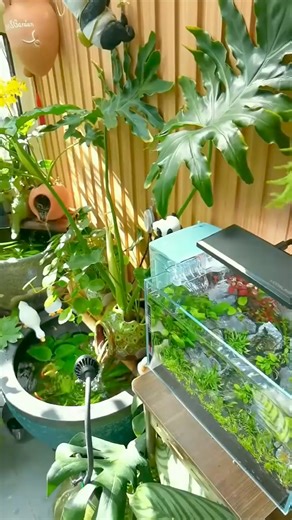 51K views · 1K reactions | #betta #fb #fitness #fish | Betta Fish | Facebook