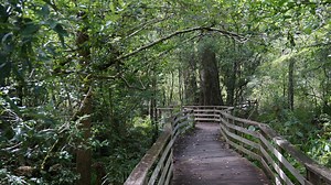 Corkscrew Swamp Sanctuary