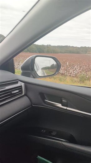 If you live in South Carolina and said you never seen cotton fields come to Seneca South Carolina | Smiley Garvin