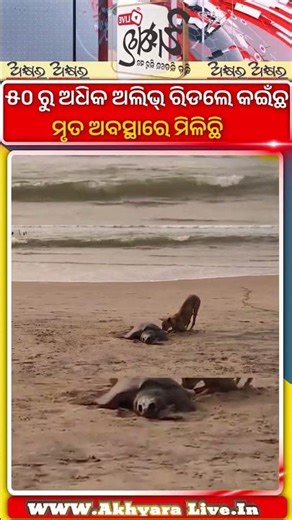 ଗଞ୍ଜାମର ହରିପୁର ଉପକୂଳରେ ୫୦ ରୁ ଅଧିକ ଅଲିଭ୍ ରିଡଲେ ମୃତ କଇଁଛ ମିଳିଛି