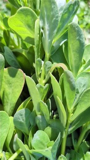Peas & Purslane! 🫛 🌿