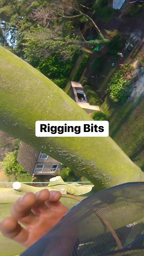 Rigging a leggy one round. #arborist #treework #rigging | Arbortec Forestwear
