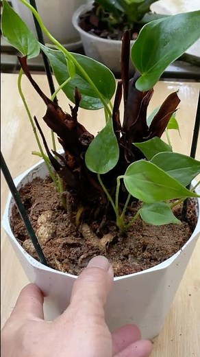 How to make anthurium flowers bloom faster! Simple secrets anyone can follow. #shorts