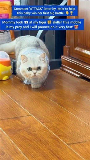 Mommy look 👀 at my tiger 🐯 skills! This mobile is my prey and I will pounce on it very fast! 😻