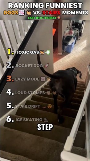 Ranking Funniest Dogs vs. Stairs Moments #funny #cute #dog #pets