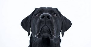 How to Know if Your Dog’s Black Stools Are Caused by Their Food - Mr Dog Food