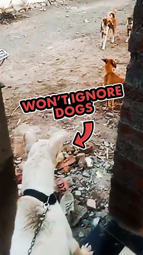 Why are so many dogs reactive on leash? Humans love to complicate this issue and rationalize all the reasons they believe their dog is reactive. "He doesn't like other dogs." "He doesn't like (insert breed)." "He has issues with (males or females)." One place they usually forget to look is themselves. All of the people who reach out to me for help with their dog have assumed the follower position in some form with their dog. The walk is an obvious way to see who leads the relationship between hu