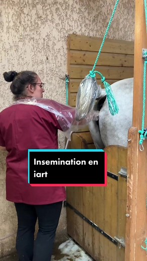 Insemination de Cheval : Étapes et Diagnostic