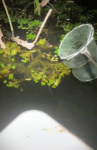 #fishing #fish #seafood #capture #river #foryou