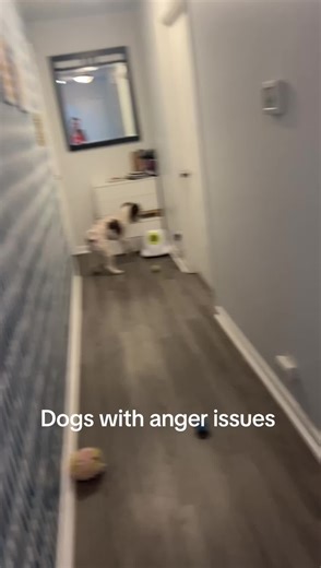 Doggo loves her automatic ball thrower — until it runs out of balls. That's when her silly tantrum kicks in (video)