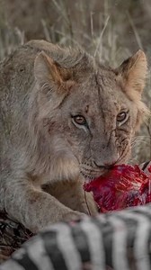 45K views · 431 reactions | Follow @bigcatsnamibia Now! You might be...