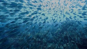 1.7K views · 120 reactions | We’re proud to join Circulate Capital as the very first funder to establish "The Ocean Fund" aiming to incubate and invest in solutions to prevent future ocean plastic. This partnership is part of our sustainable plastics vision, helping to build a PepsiCo where plastics need never become waste. More: pepsi.co/2EHuDrt | PepsiCo | Facebook