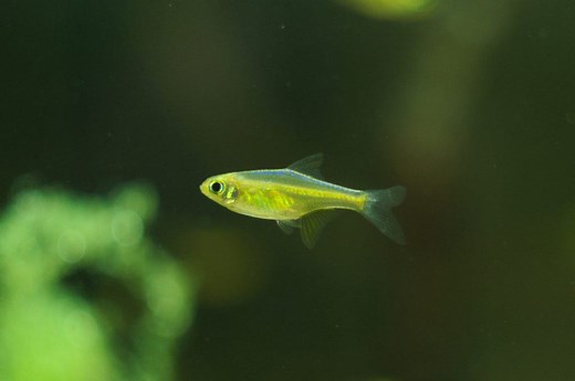 Neon Green Rasbora (Microdevario kubotai): Care & Lifespan - Fish Laboratory