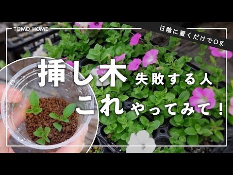[No more failures!] Introducing a guaranteed successful method for cuttings [Just place them in t...