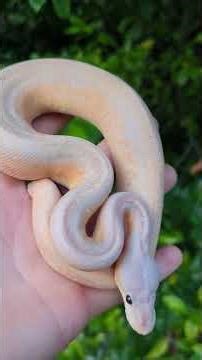 Banana Calico Monsoon Ball Python! #snake #ballpythonbreeder #ballpythonmorph