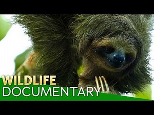 🌲 Canary Island Pine: Surviving Fire and Clouds in an Extreme Ecosystem | Nature Documentary