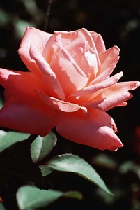 Growing Zones for Hybrid Tea Roses