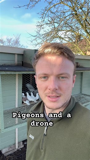 Pigeons drones and Slo mos. What’s not to love?