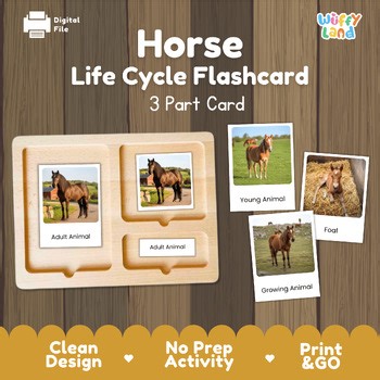 Horse Life Cycle Montessori 3-Part Cards - Science Zoology Flashcards