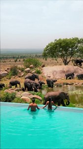 80K views · 368 reactions | Swim up safari? Another awe-inspiring day at Four Seasons Safari Lodge Serengeti, where nature is second nature. | Four Seasons Hotels and Resorts | Facebook