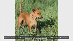 Healthy Diet Tips for Your Africanis Dog
